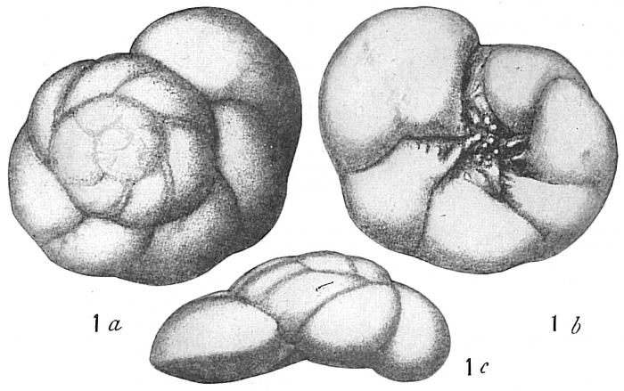 Pulvinulina punctulata Pulvinulina punctulata