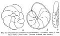 Chromista - Foraminifera (foraminifers)