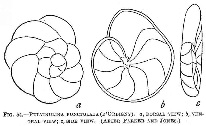 Pulvinulina punctulata Pulvinulina punctulata