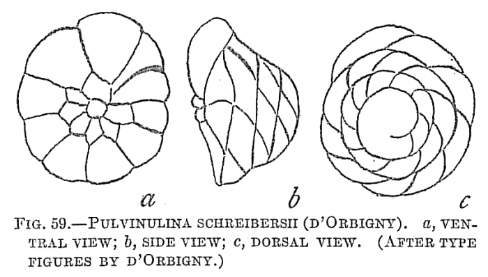 Pulvinulina schreibersii Pulvinulina schreibersii