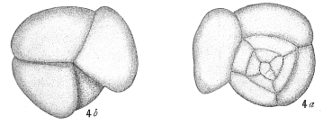 Pulvinulina truncatulinoides