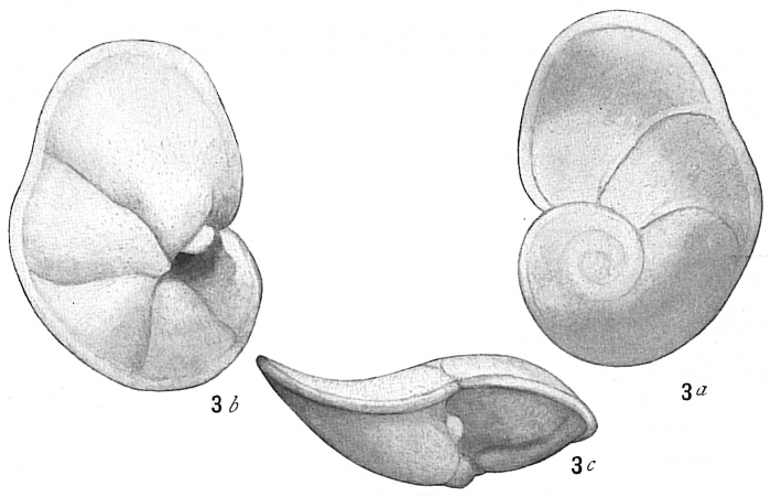 Pulvinulina tumida Pulvinulina tumida