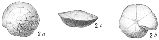 Plate 1. 1-3. Oridorsalis umbonatus (Reuss). Sample 161-975B-33X-2, 0-2 cm.  4. Nonion sp. Sample 161-974B-21X-2, 108-110 cm. 5, 6. Oridorsalis  stellatus (Silvestri). Sample 161-975B-33X-2, 0-2 cm. 7. Dentalina  filiformis (d'Orbigny). Sample 161-974B-22X-1