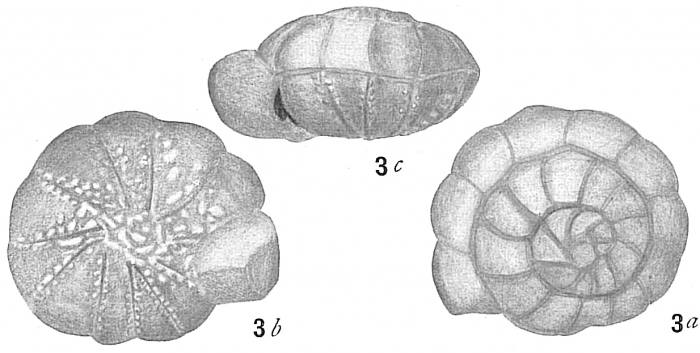 Ammonia japonica (Hada, 1931) Identified as Rotalia beccarii by Cushman (1915)