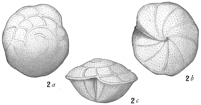 Rotalia broeckhiana