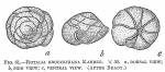 Chromista - Foraminifera (foraminifers)