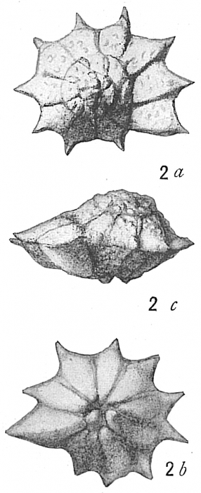 Rotalia calcar