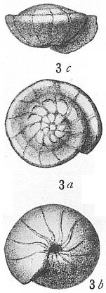 Rotalia orbicularis d'Orbigny