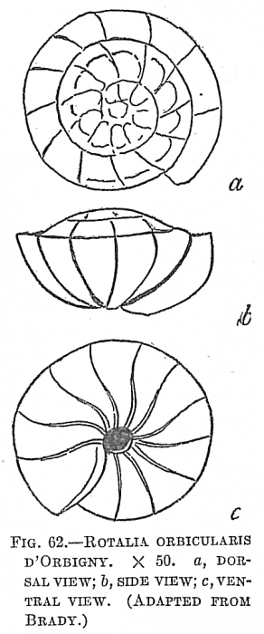 Rotalia orbicularis