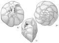 Chromista - Foraminifera (foraminifers)