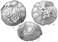 Chromista - Foraminifera (foraminifers)