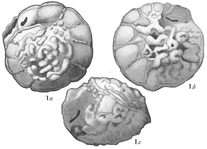 Rotalia papillosa