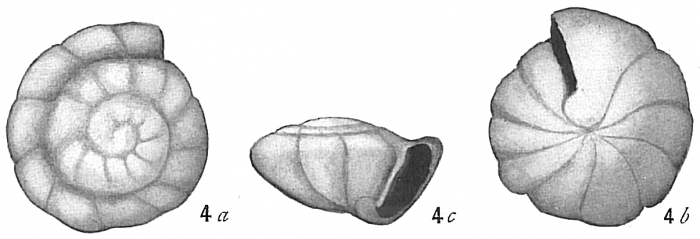 Rotalia soldanii Rotalia soldanii