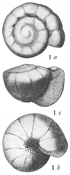 Rotalia soldanii