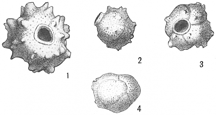 Siphonina echinata Siphonina echinata