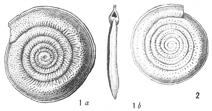 Spirillina decorata Spirillina decorata