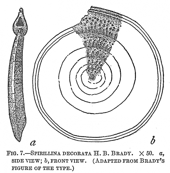 Spirillina decorata