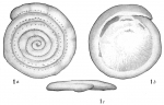 Chromista - Foraminifera (foraminifers)