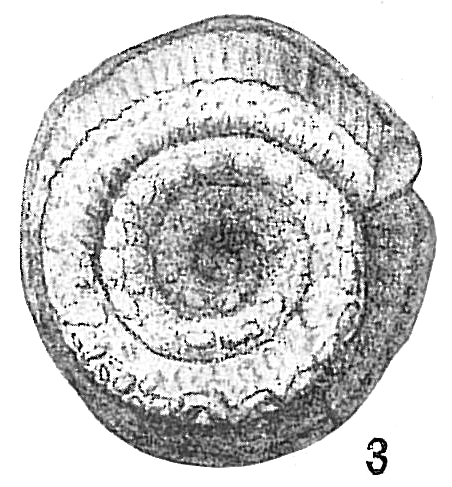 Spirillina inaequalis