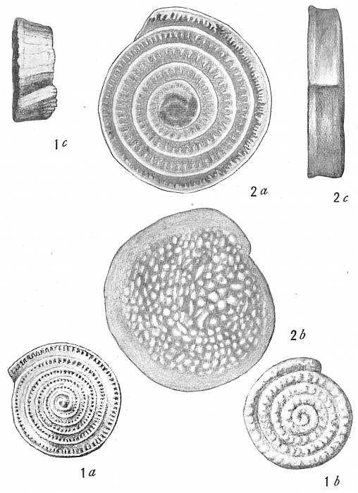 Spirillina limbata denticulata