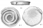 Chromista - Foraminifera (foraminifers)