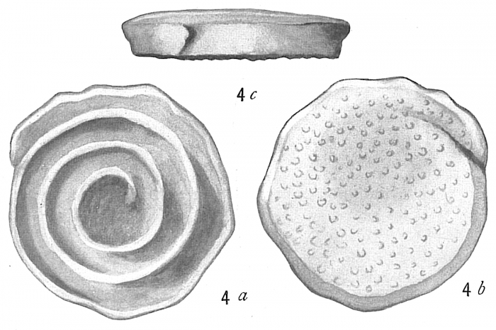 Spirillina limbata papillosa Spirillina limbata papillosa