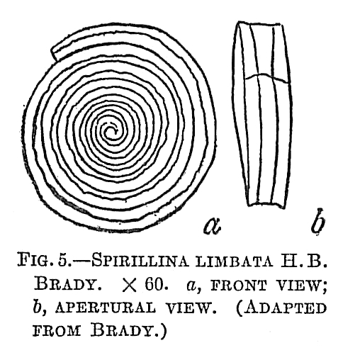 Spirillina limbata