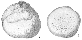 Tretomphalus bulloides