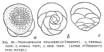 Chromista - Foraminifera (foraminifers)