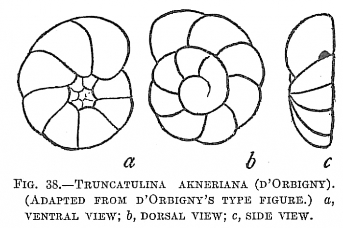 Truncatulina akneriana