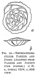 Chromista - Foraminifera (foraminifers)