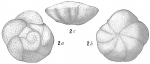 Chromista - Foraminifera (foraminifers)