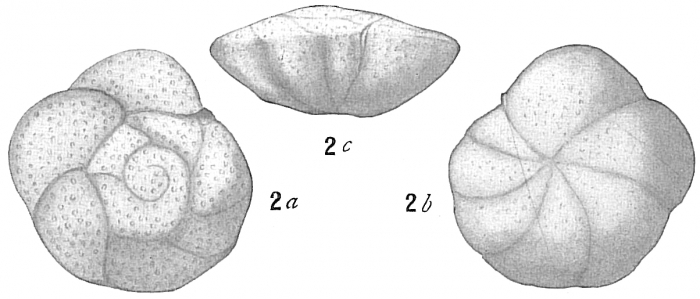 Truncatulina dutemplei Truncatulina dutemplei