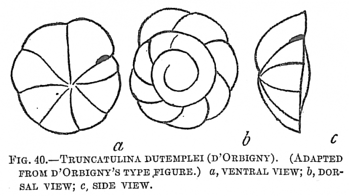 Truncatulina dutemplei Truncatulina dutemplei