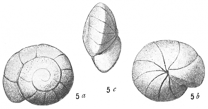 Truncatulina haidingeri