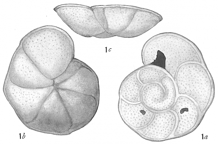 Truncatulina lobatula Truncatulina lobatula