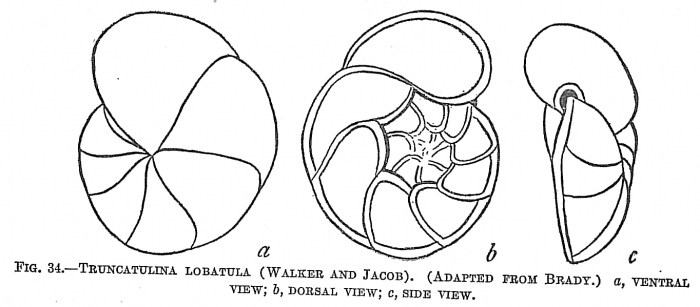 Truncatulina lobatula