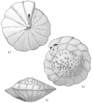 Chromista - Foraminifera (foraminifers)