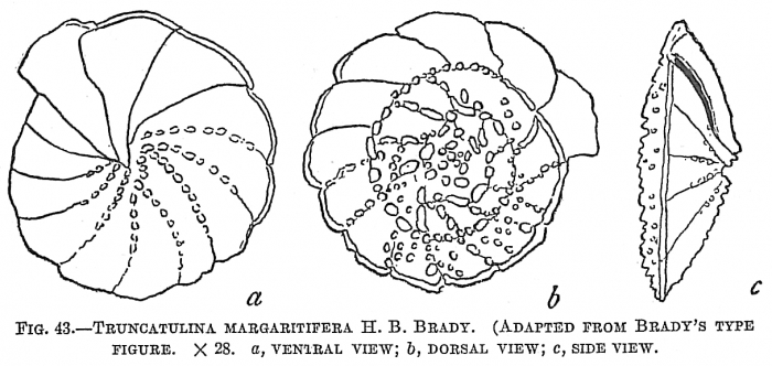 Truncatulina margaritifera