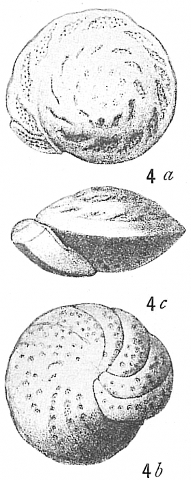 Truncatulina mundula