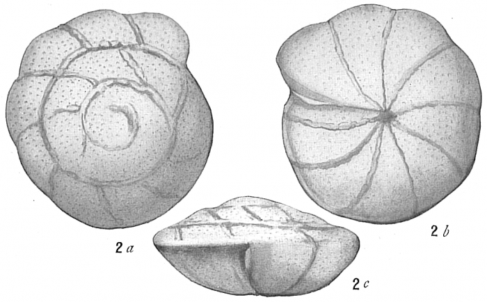 Truncatulina praecincta Truncatulina praecincta