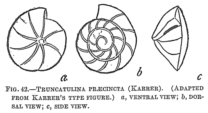 Truncatulina praecincta Truncatulina praecincta