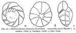 Chromista - Foraminifera (foraminifers)