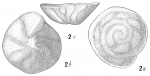 Chromista - Foraminifera (foraminifers)