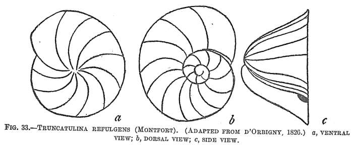 Truncatulina refulgens