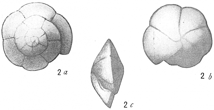 Truncatulina tenera Truncatulina tenera