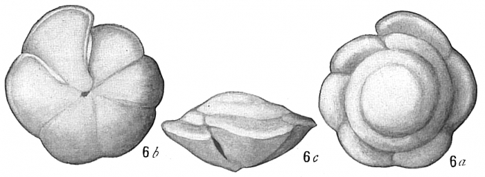 Truncatulina tenera Truncatulina tenera
