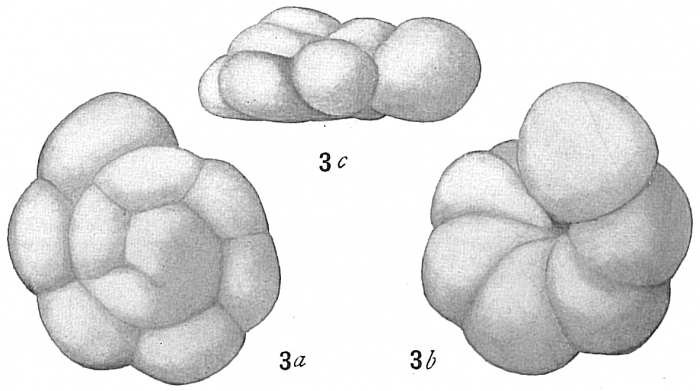 Truncatulina tumidula