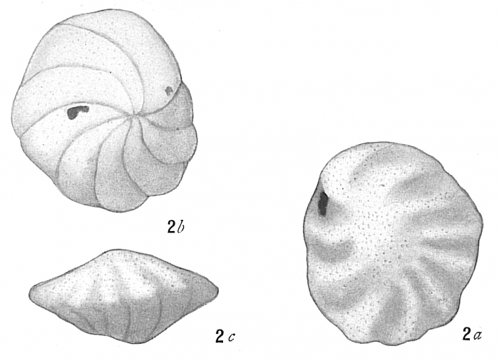 Truncatulina ungeriana