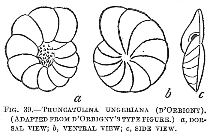 Truncatulina ungeriana Truncatulina ungeriana